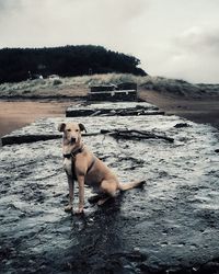 Dog on the beach