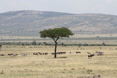 Scenic view of trees on field against sky