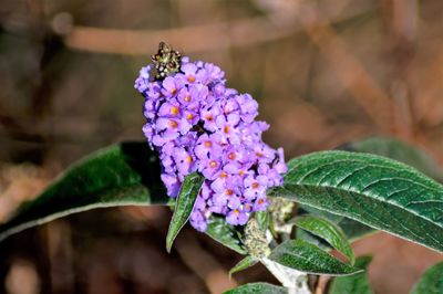 Close-up of butterfly pollinating on purple flower