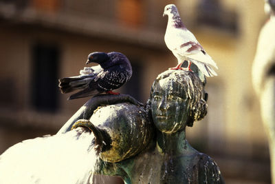 Close-up of birds perching on statue
