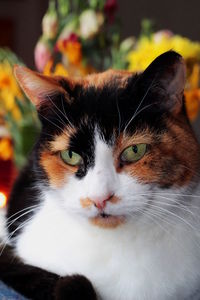 Close-up portrait of a cat