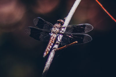 Close-up of insect