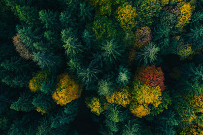 High angle view of flowering plants