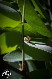 High angle view of insect on leaf