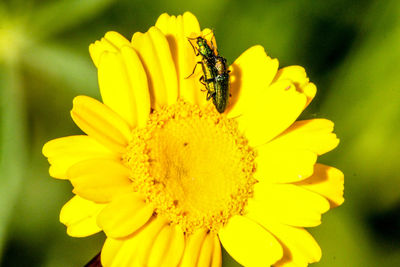 Close-up of bee on sunflower