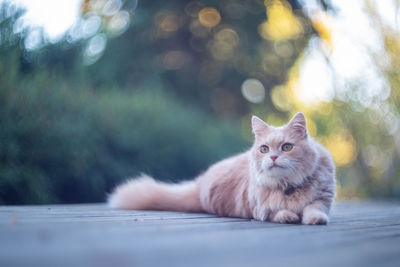 Tabby cat sitting in the yard pet enjoying being outside cute cat relaxing outdoor siberian race