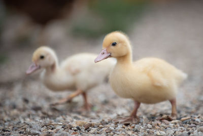 Close-up of ducks