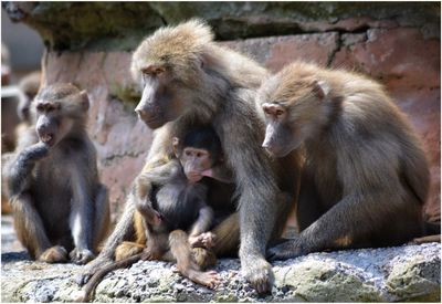 Monkey sitting on rock