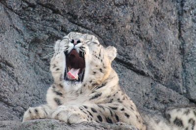 Cat lying on rock