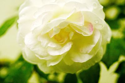 Macro shot of water drops on flower