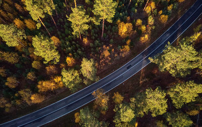 High angle view of road amidst trees in forest