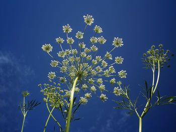 Low angle view of flowers against blue sky