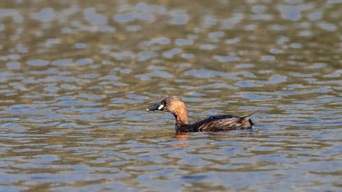 Duck swimming in lake