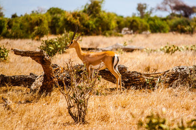 Gazelle standing by fallen tree on field at tsavo east national park