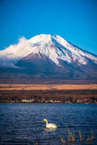Fujisan or fuji mountain in sunrise light with white swan at lake yamanaka, yamanashi japan.
