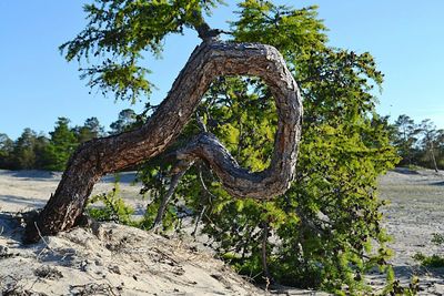 View of trees on landscape