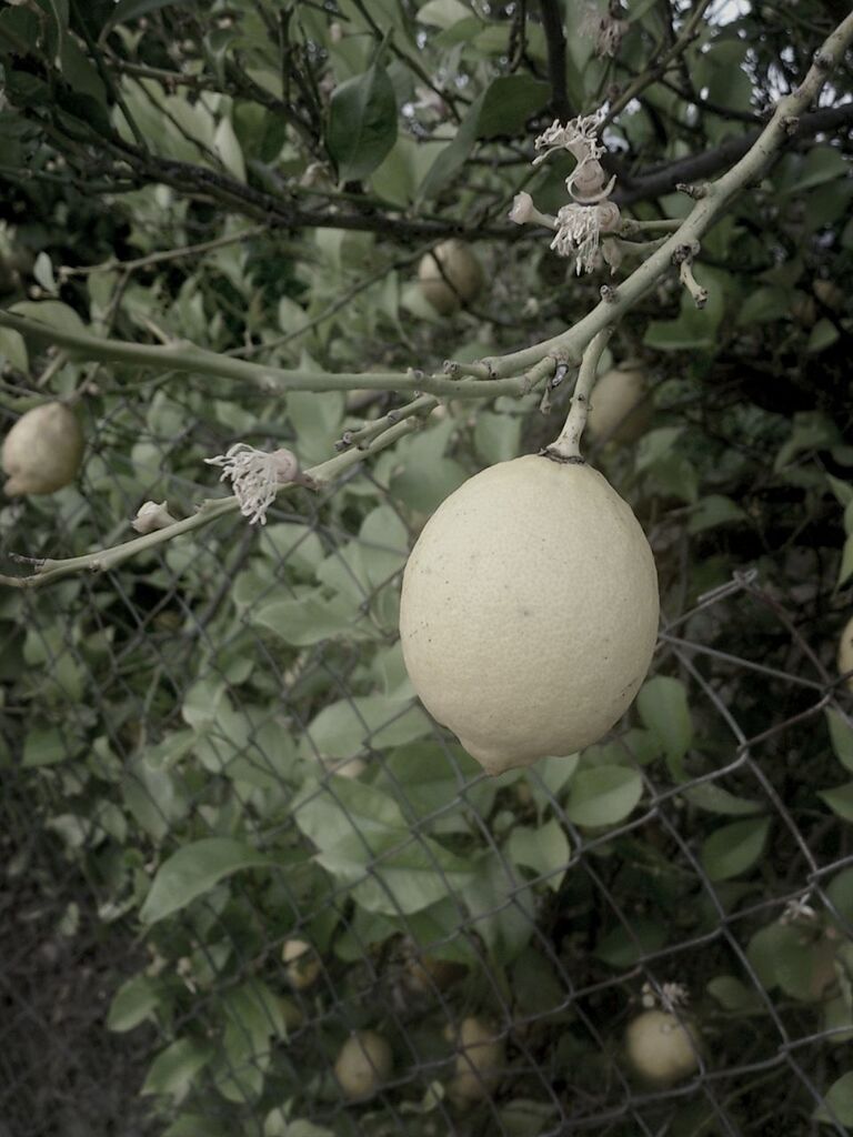 growth, leaf, branch, close-up, freshness, white color, nature, tree, plant, growing, focus on foreground, beauty in nature, fruit, day, fragility, food and drink, twig, no people, green color, outdoors