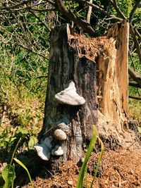 Mushrooms growing on tree trunk in forest