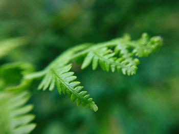 Close-up of fern leaves