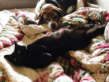 Dog resting on bed at home