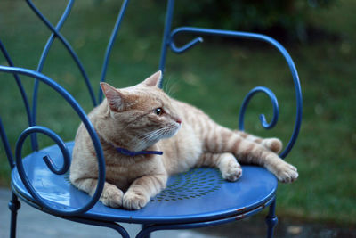 Cat sitting outdoors