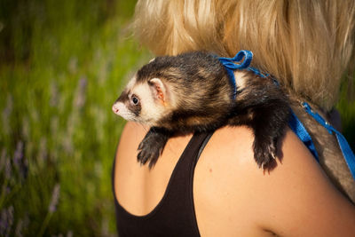 Ferret on the shoulder of his mistress in the sunset