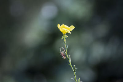 Close-up of yellow flower blooming outdoors