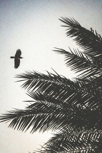 Low angle view of palm tree against clear sky