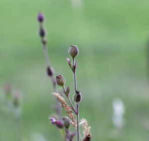 Close-up of purple flower buds