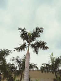 Low angle view of palm trees against sky