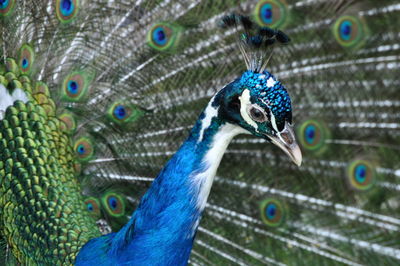 peacock