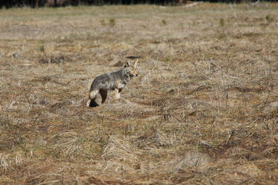 Side view of giraffe running on field