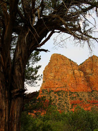 Trees on landscape against sky