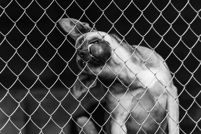 Dog looking through chainlink fence in zoo