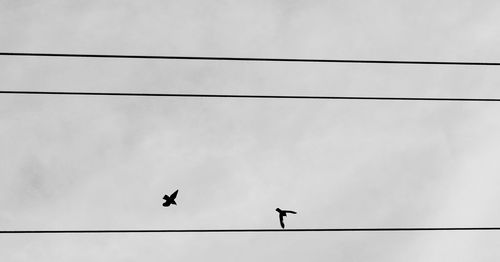 Low angle view of silhouette birds flying against sky