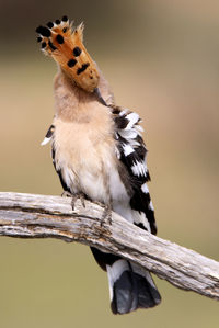 Close-up of bird perching on a tree