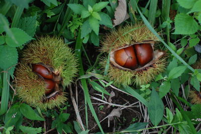 Close-up of fresh fruits on plant in field