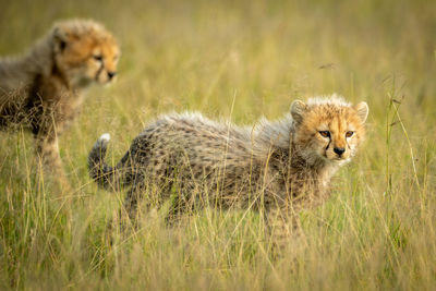 Close-up of cheetah cubs on land