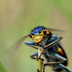 Close-up of insect