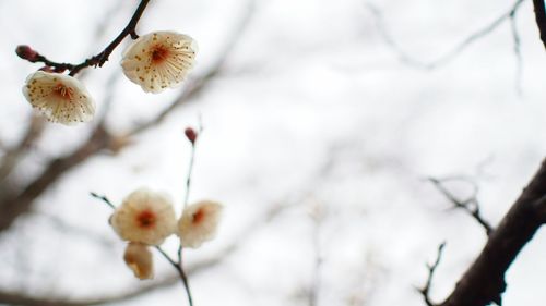 Close-up of flowers