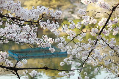 Low angle view of cherry blossoms in spring