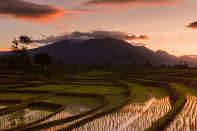 View of rice fields in north bengkulu, indonesia in the morning