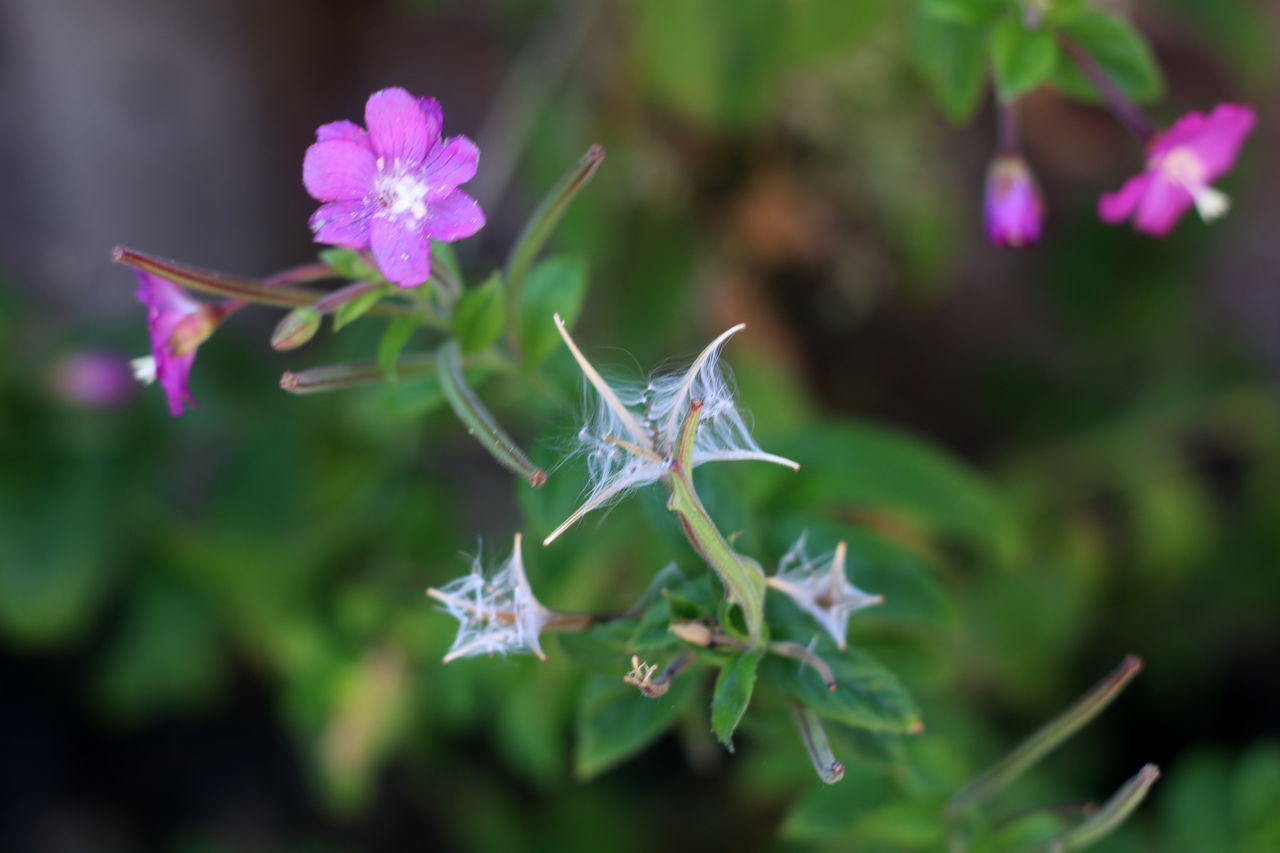 CLOSE-UP OF SMALL PURPLE FLOWERS