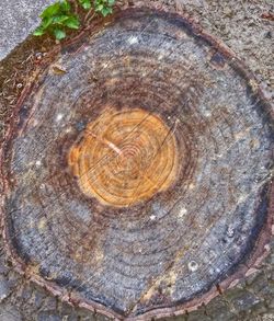 Full frame shot of tree trunk