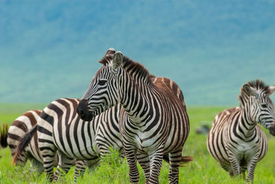 Close-up of zebra on field against sky