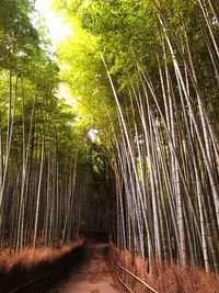 Walkway amidst trees against sky