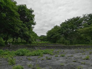 View of trees against sky