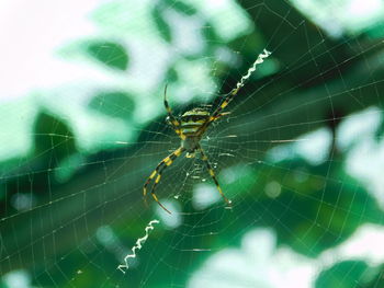 Close-up of spider on web