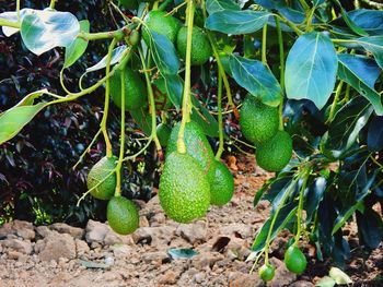 Close-up of fruit on plant