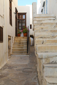 Potted plant on alley amidst buildings